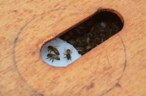 Bees with winter fondant food supply (from January 2014)
